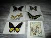 Collection Motif Papillons - 6 Cartes