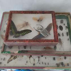 Entomologie Belle composition de divers insectes et papillons sous verre avec encadrement en bois.Bon état de conservation le lot de 3 boites  - Photo 0