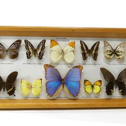Cadre de 10 spécimens de papillons pour décoration d'Arts Caraïbe de Martinique  - Photo 1