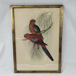 Belle gravure de couple de perroquets encadrée "J. Gould et H.C. Richter" - Photo 0