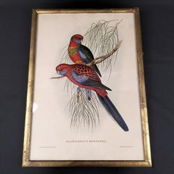 Belle gravure de couple de perroquets encadrée "J. Gould et H.C. Richter" - Photo 1