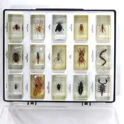 Lot de 15 insectes mis en résine - Photo 1