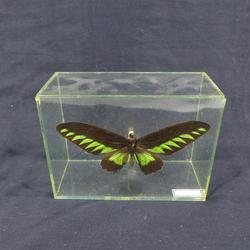 Papillon naturalisé sous verre de Malaisie - Trogonoptera Brookiana - Photo 1