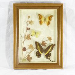 Cadre de taxidermie / Véritables papillons exotiques - Naturama - Photo 0