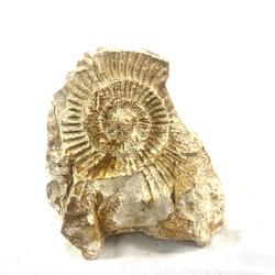 Fossile - Pierre beige  - Photo 0
