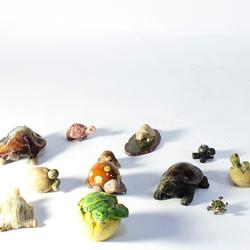 Collection de tortues  - Photo zoomée
