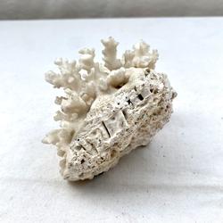 Lot 2 coraux blanc  - Photo 1