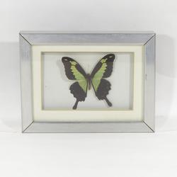 Papillon naturalisé encadré - Déco naturelle  - Photo 0