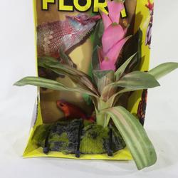 Plante décorative  " Cryptonihus " pour reptiles   Zoo Med en plastique à base en résine  - Photo 0