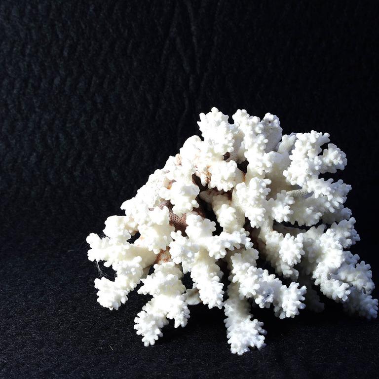Ancien corail blanc naturel  - Photo 1