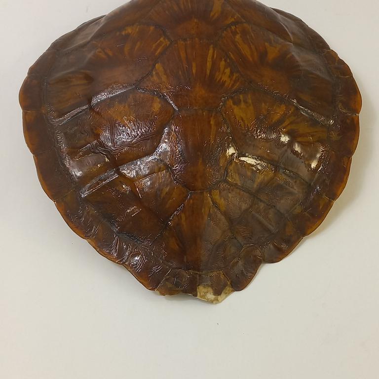 Carapace de tortue vernie - petite taille - Label Emmaüs